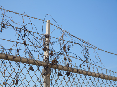 I had PLANNED to photograph belly dancing today, but that was cancelled, so you get this instead.