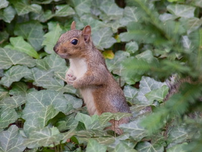 Rollicking rodents, part 1.