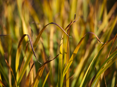 Nothing gold can stay. ROBERT FROST