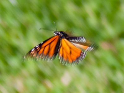 It`s late October and Mexico is a long way off, but like Yossarian trying to run to Sweden at the end of Catch-22, you just have to hope that this monarch will make it.