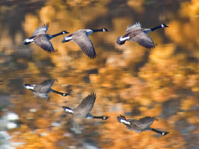 How about if I just display this picture five times today?