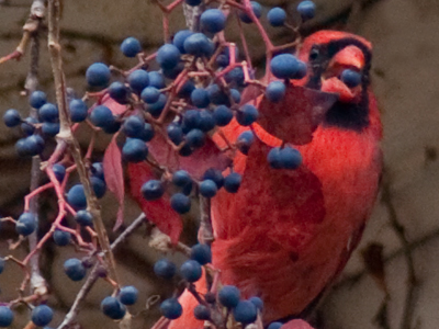 Overeating at this time of year is a matter of survival for many wild animals.