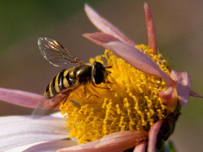 Not for long will you see bees here.