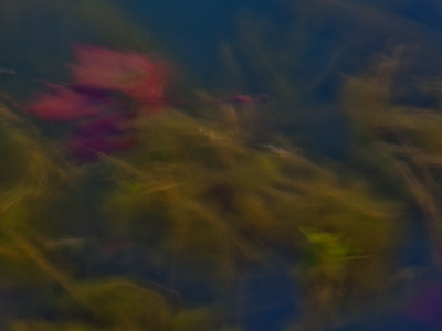 Homage to underwater-photographer-with-only-one-name Ryuijie.