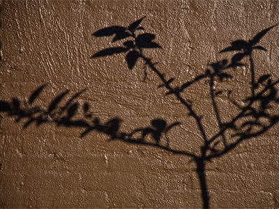 This is not a tree.  This is a wall.