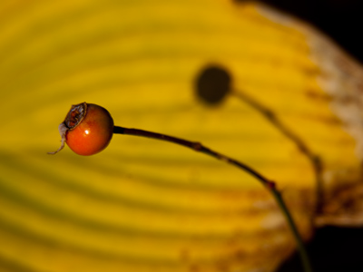 A tough shot, considering I didn`t want to create a shadow of myself.