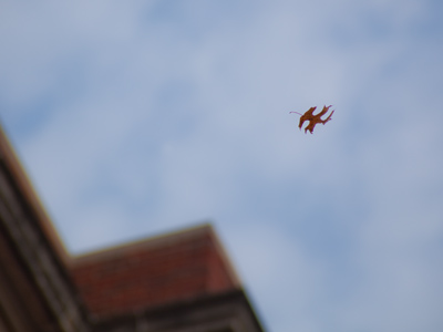 After hanging around all spring and summer, there`s a briefly exhilarating tumble, followed by decay.