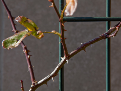 If you ever feel disappointed in yourself, just do what I do:  lower your expectations.  This picture is better than nothing, so I`m quite satisfied with it.