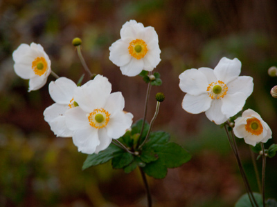 I`ve experienced some mild confusion lately about what season it is.