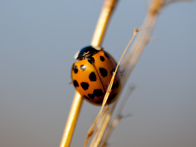 I expected to be the only moving thing on the prairie today, but I was wrong.