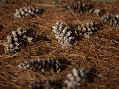 Go sniff a bottle of Pine-Sol and you`ll know what it smelled like as I took this picture under the trees.