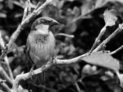 Don`t anyone tell him he`s not an eagle.