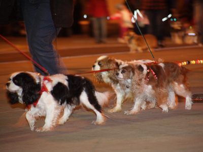 Reindeer were too expensive to maintain, so Santa Claus had to outsource to a different species.