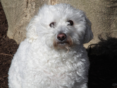 Dogs understand what cameras are.