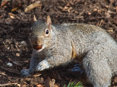 ALLERGY WARNING:  This photograph contains nuts.