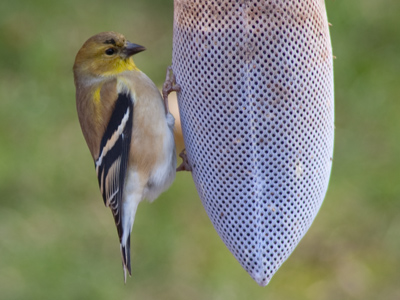 During the summer, he happily snags bugs out of the air, but in winter he won`t refuse a handout.