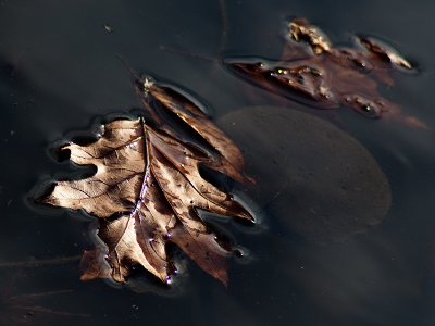 The lily pond has lost its fair-weather frogs and fish.