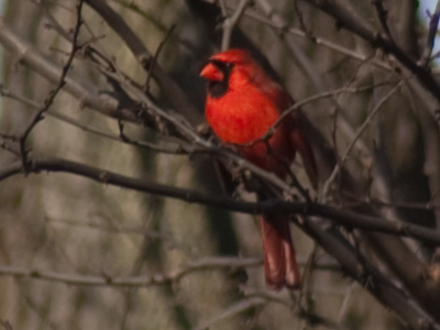 Maybe it`s the state bird of Ohio since it spends the winter here.