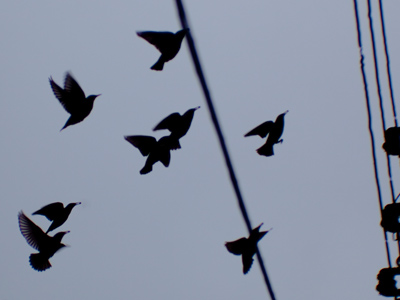 They`re carrying bits of cat food in their beaks.