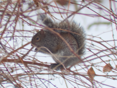 The law of winter:  eat or die.