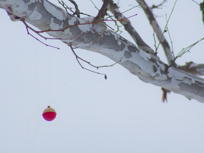 This tree, above a pond, holds recollections of summer.