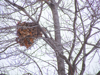 We call it a drey.  Squirrels call it home.