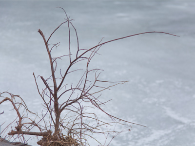 Along the frozen riverbank.