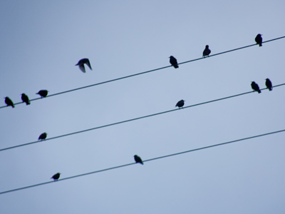 The early bird gets the worm, the late bird gets nothing.