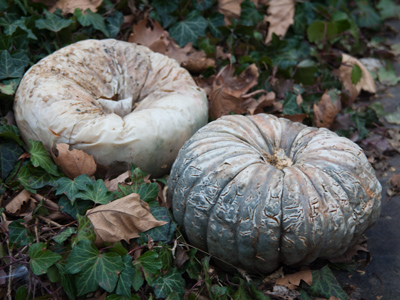 This year my neighbors couldn`t part with their pumpkins (see January 26, 2010, and December 14, 2009).