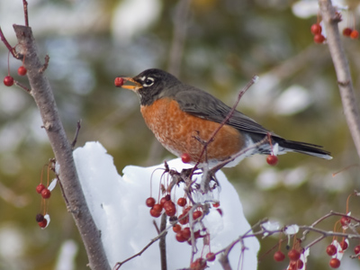 WARNING:  May contain stems.