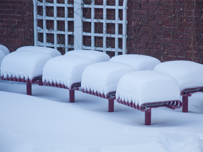 Where marshmallows come from.