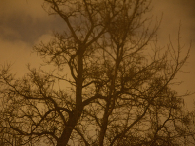 An unintentional homage to Jane Reece.  I should have it printed on tissue paper.