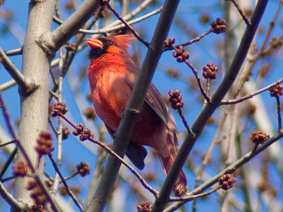 This cardinal sang a happy spring song, and was alone.