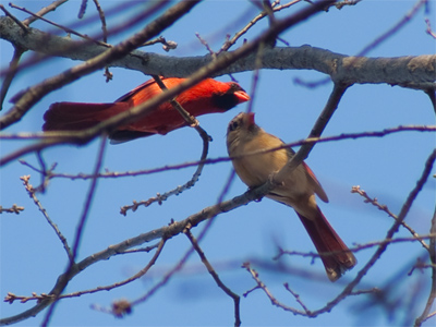 Another cardinal sang a fierce territorial song, and had a mate.  So the lesson we learn is nice guys finish last.