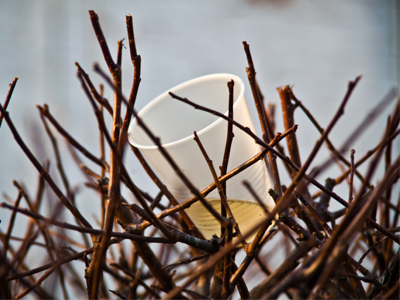 Oregon District shrubbery.