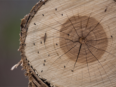 These insects were bugged that their tree was cut.