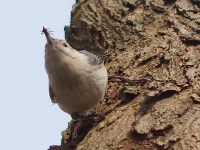  . . . but when spring comes, they go back to eating bugs.