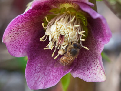 As far as my bee-on-flower pictures go, this one is mediocre, but I consider myself to be in spring training.