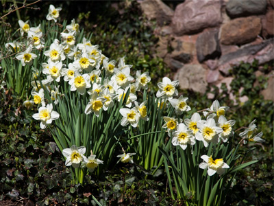 Diagonal daffodils.