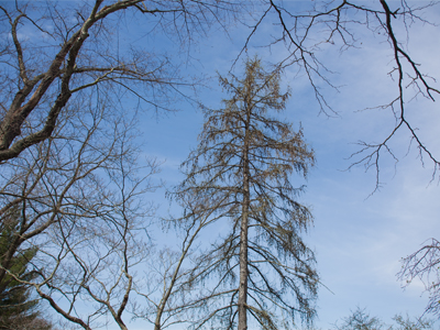Some of the surrounding trees predate Christopher Columbus.