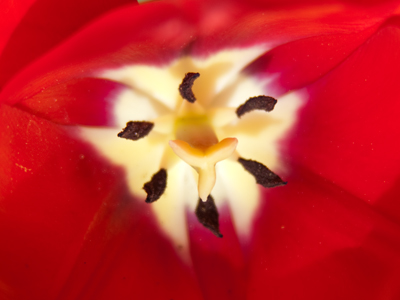 I didn`t plan for this to be an all-flower day.