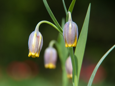 I thought I had it bad during springtime, but today someone told me that her allergies give her nosebleeds.
