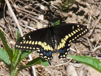 The first Eastern Black Swallowtail I`ve seen this year.