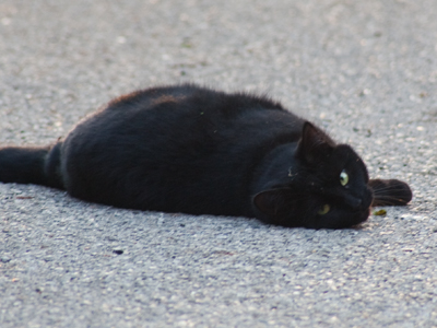 By the time I got my car started, it had moved.