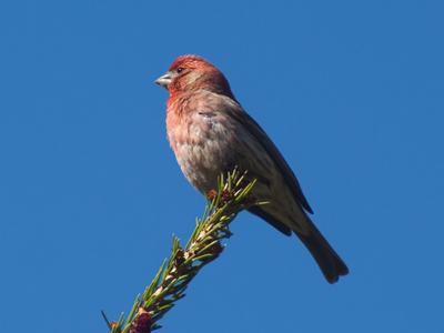 He sat cooly as several females competed for his attention.