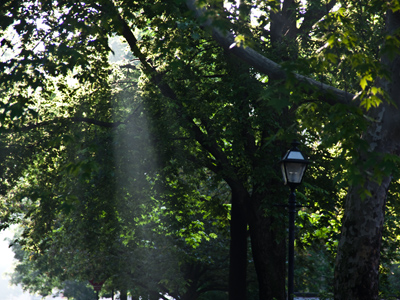 Misty morning sunbeam.
