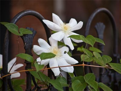 Do we deserve the gifts that spring gives us?  I wonder.