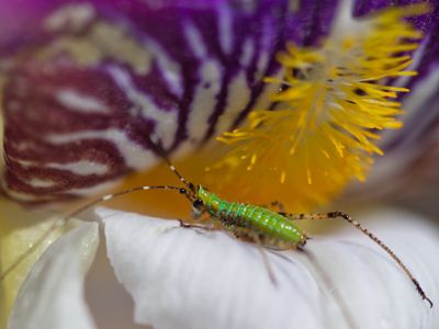I put the bug-and-flower macro lens on my camera today and went outside.  I quickly found a bug AND a flower.