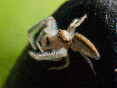 I have to get by with only TWO eyes and FOUR limbs.