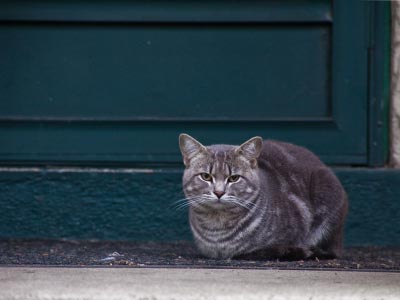 Cats have an apathy gene that most other animals lack.